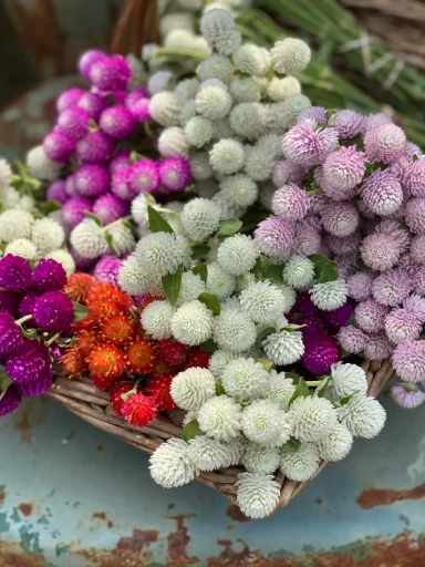 Gomphrena