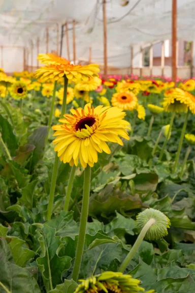 Sunflowers