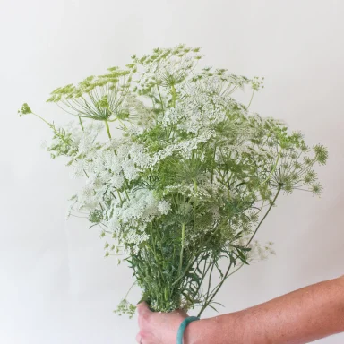 Queen Ann's Lace