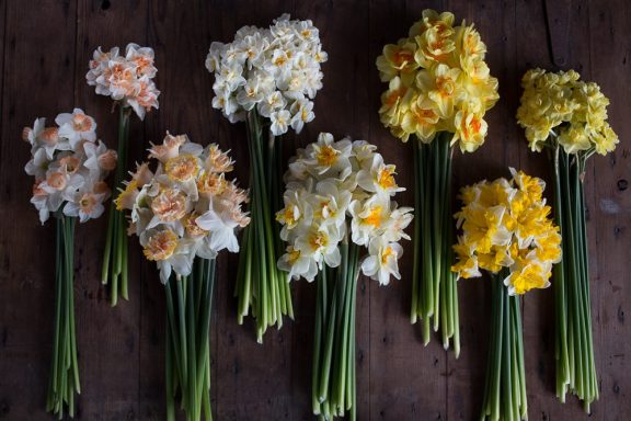 Daffodils